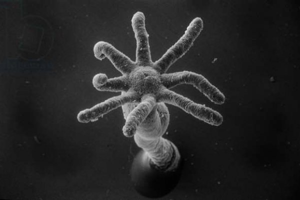 Kraken istand onion