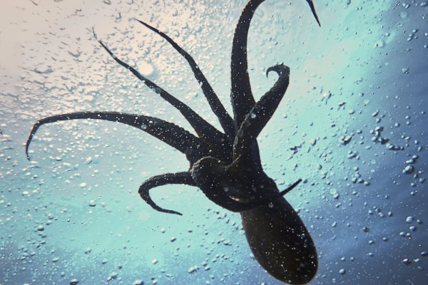 Kraken onion вход