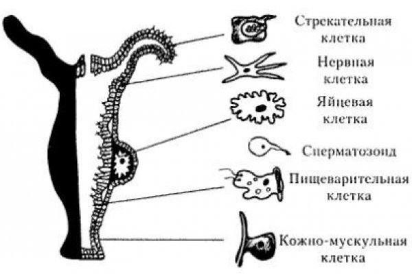 Даркнет каталог
